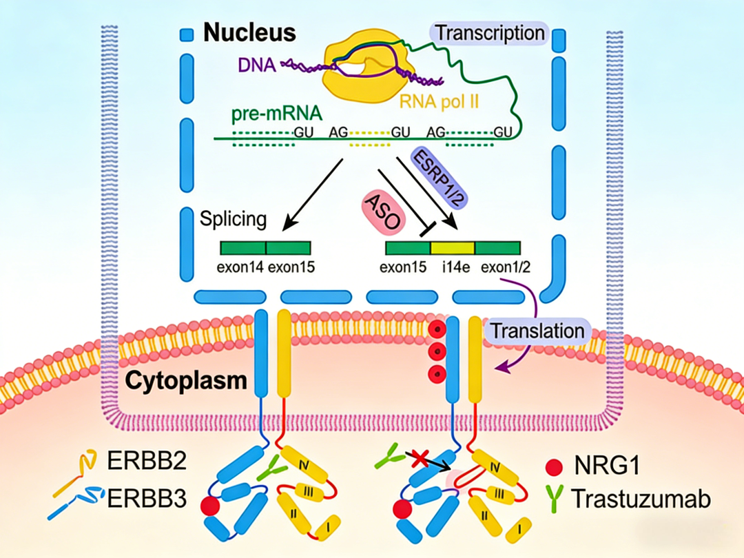 Literature Analysis: Novel Mechanisms of ErbB2 Antibodies in Tumor Drug Resistance Research