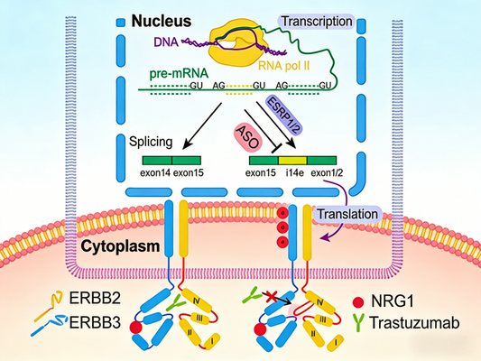 Literature Analysis: Novel Mechanisms of ErbB2 Antibodies in Tumor Drug Resistance Research