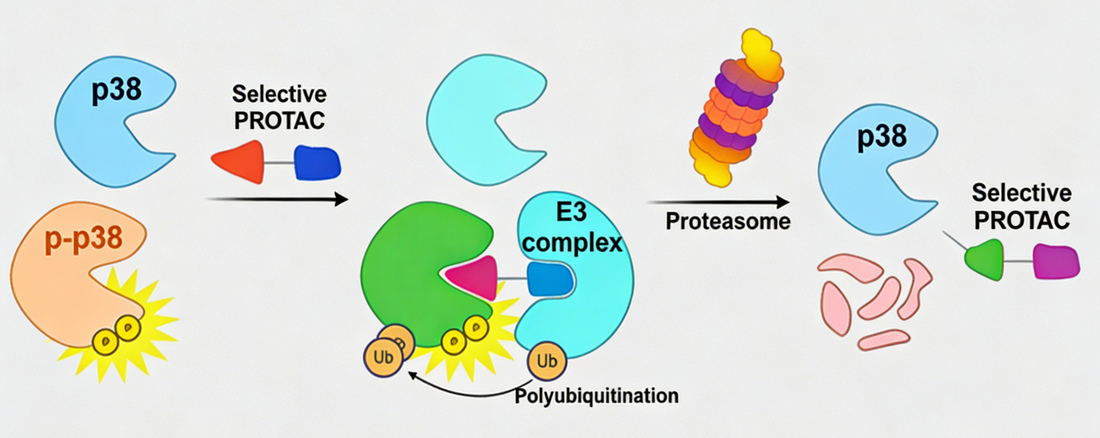 Literature Analysis: Selective Degradation of Phosphorylated p38 MAPK (Tyr182) as a Novel Strategy for Alzheimer's Disease Therapy Literature Information