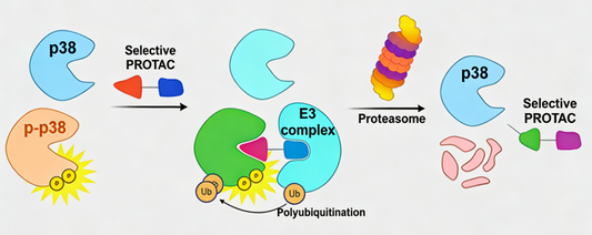 Literature Analysis: Selective Degradation of Phosphorylated p38 MAPK (Tyr182) as a Novel Strategy for Alzheimer's Disease Therapy Literature Information