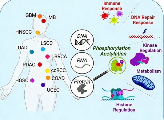Knowledge Insight: Pan-Specific Antibodies Uncover Conserved Post-Translational Modification Regulatory Networks in Cancer
