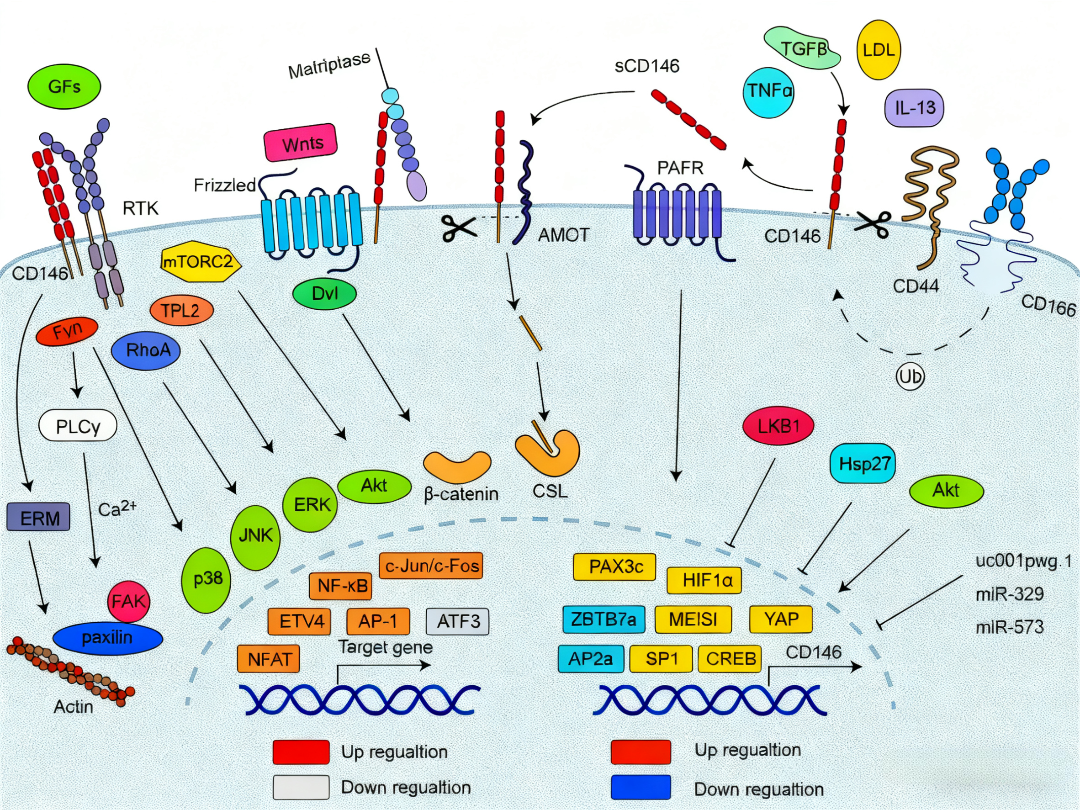 CD146 Antibody – Regulating Lipid Metabolism and Energy Homeostasis for Obesity Intervention