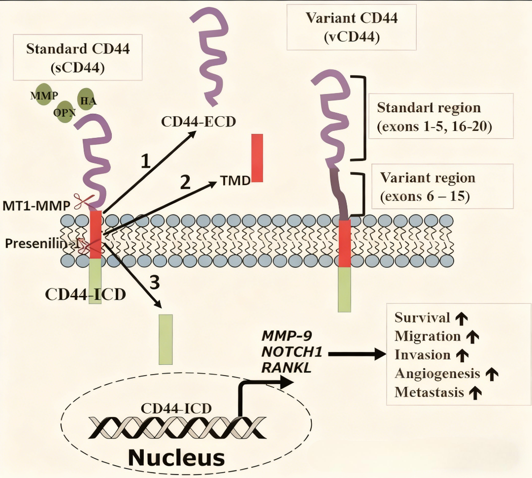 CD44 Antibody – Analyzing Its Multifaceted Regulatory Roles in Tumor Progression and Cell Migration