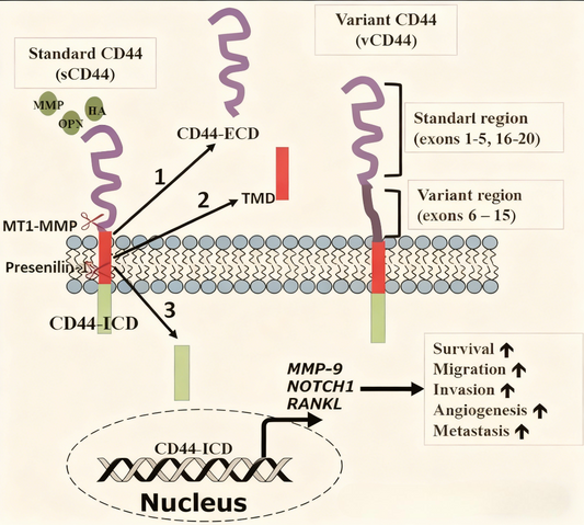 CD44 Antibody – Analyzing Its Multifaceted Regulatory Roles in Tumor Progression and Cell Migration