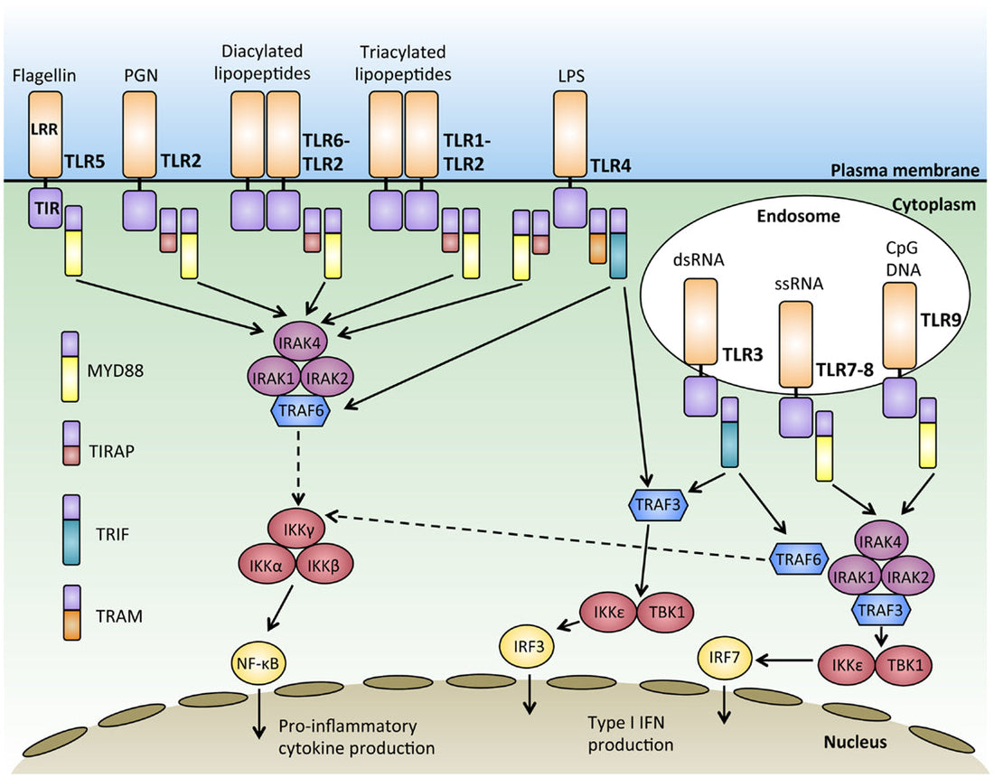 Human Fcα Receptor (FCAR): Structure, Function, and Roles in Immune Defense