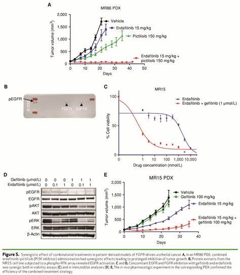 FGFR3 V555L Mutation: Mechanisms, Disease Associations and Therapeutic Opportunities