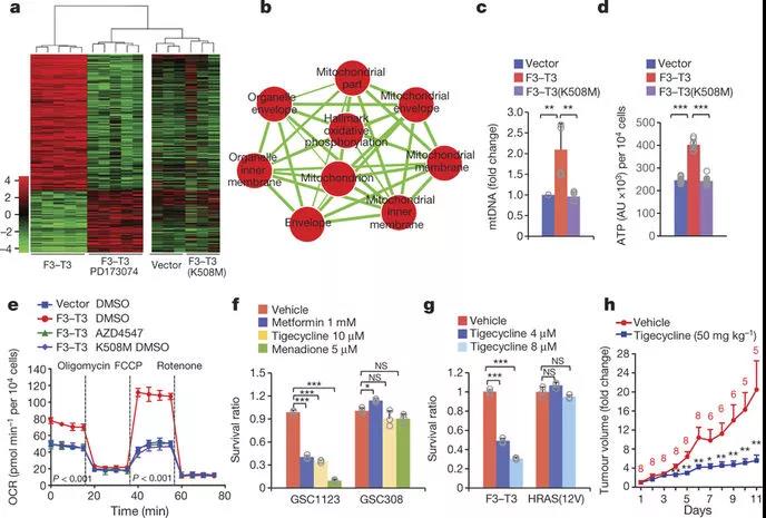FGFR3 G697C Mutation: Mechanisms, Disease Links and Therapeutic Prospects