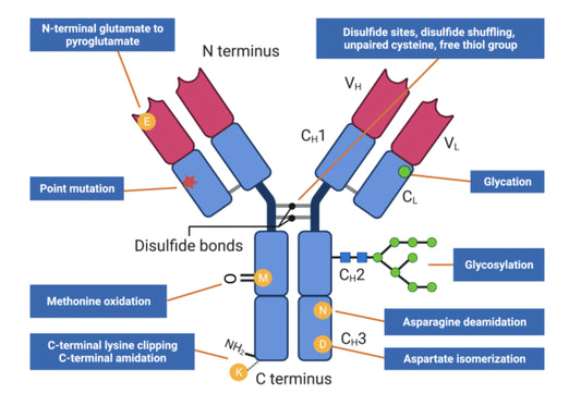 Tryptic Peptide Mapping: A Cornerstone Technique for Biopharmaceutical Characterization
