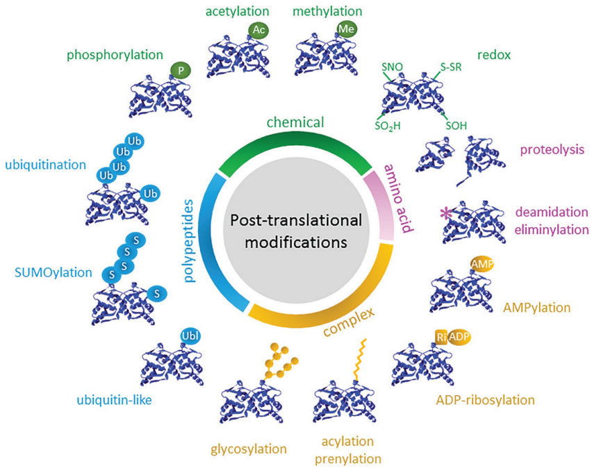 The Central Molecular Switch of Life Processes