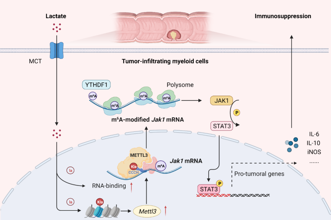 Metabolic Remodeling and Epigenetic Regulation: Novel Insights into Hepatic Fibrosis Mediated by Lactylation Modification
