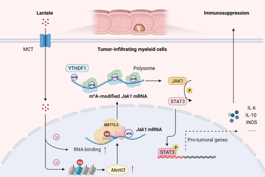 Metabolic Remodeling and Epigenetic Regulation: Novel Insights into Hepatic Fibrosis Mediated by Lactylation Modification