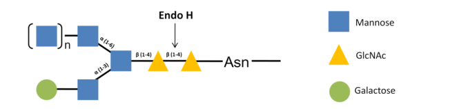 Key Enzyme for Antibody Glycoengineering and Glycomics Research