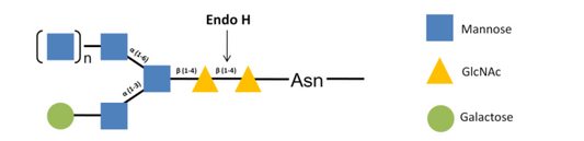 Key Enzyme for Antibody Glycoengineering and Glycomics Research