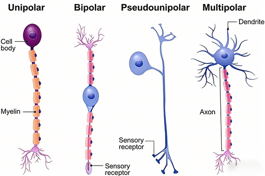 Pan Trk Recombinant Rabbit Monoclonal Antibody: A Versatile Tool for Sensory Neuron Functional Research