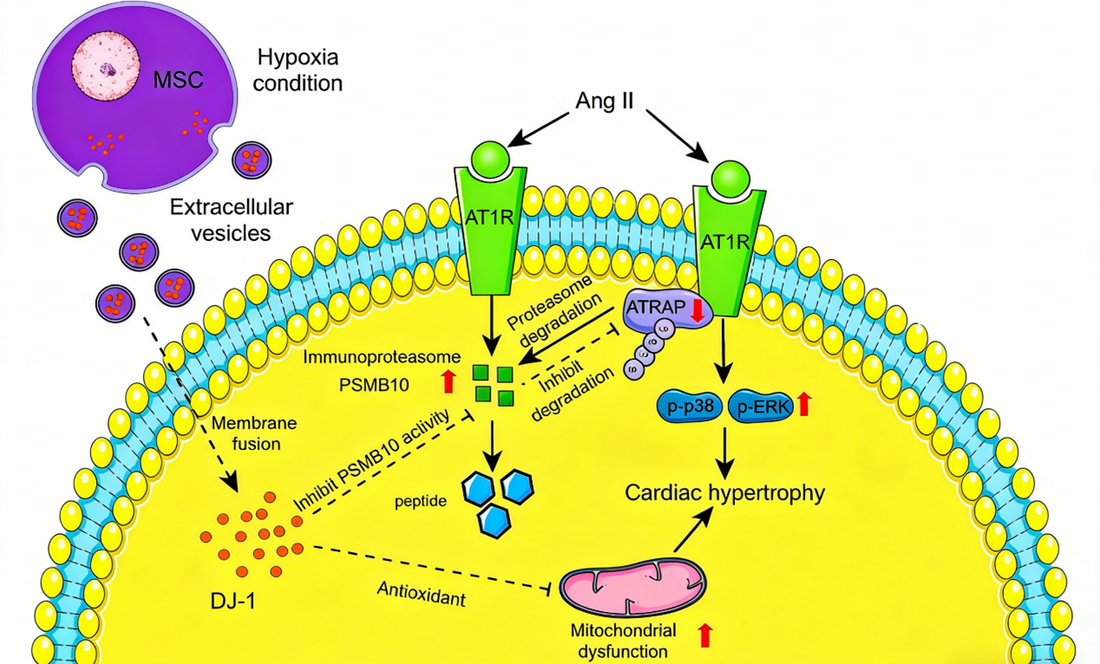 Park7/DJ‑1 Recombinant Rabbit Monoclonal Antibody in Regulating Myocardial Hypertrophy