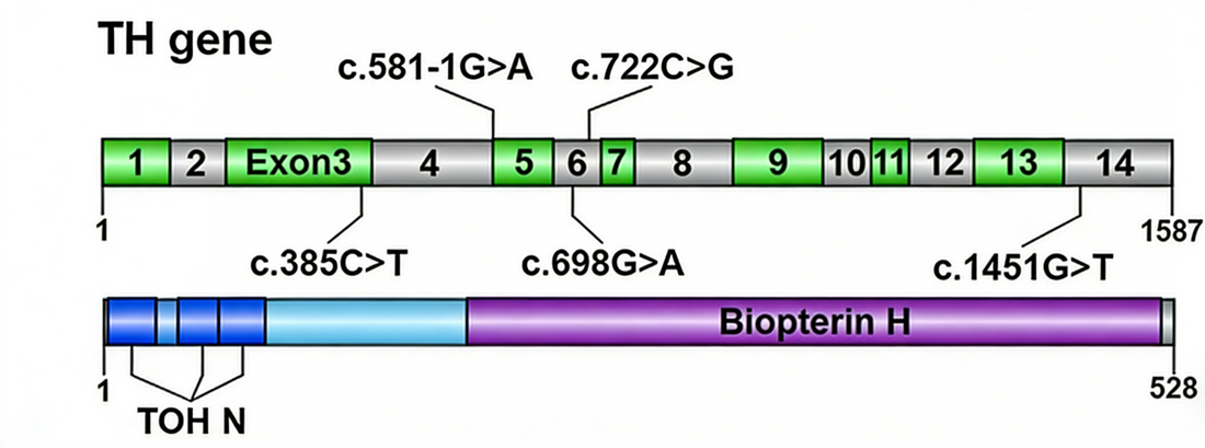 A Core Tool for Diagnosis and Mechanism Research of Tyrosine Hydroxylase Deficiency