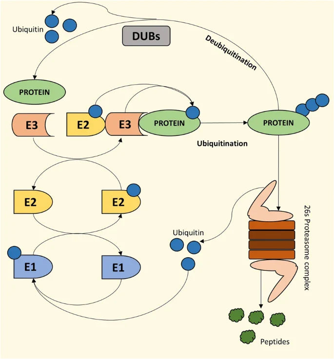 USP7 – A Multifunctional Deubiquitinase Driving Disease Pathogenesis and Targeted Therapy