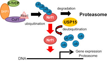 The Central Regulatory Role of USP15 in Health and Disease