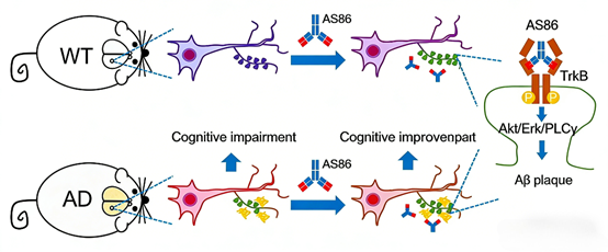 Antibody-Driven Strategies for Neurologica