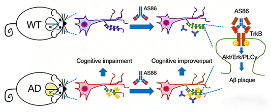 Antibody-Driven Strategies for Neurologica
