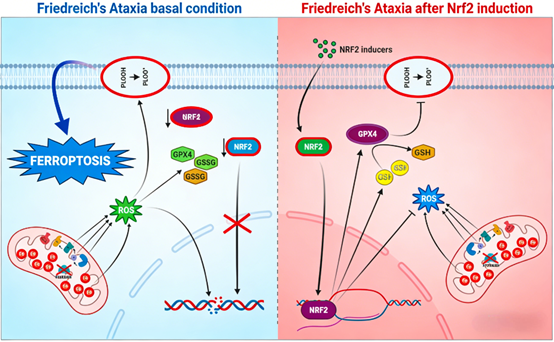 NRF2 (Ser40) Activation as a Novel Intervention Target for Ferroptosis in Friedreich's Ataxia