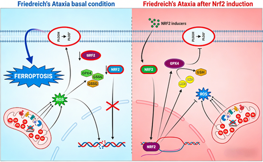 NRF2 (Ser40) Activation as a Novel Intervention Target for Ferroptosis in Friedreich's Ataxia