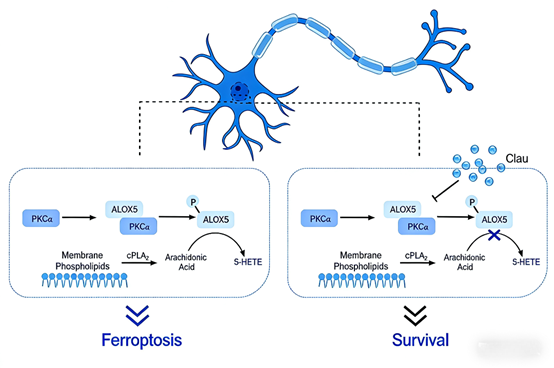 How Clausenaamide Ameliorates Neuroinjury in Parkinson’s Disease via Regulating the PKCα‑ALOX5 Axis