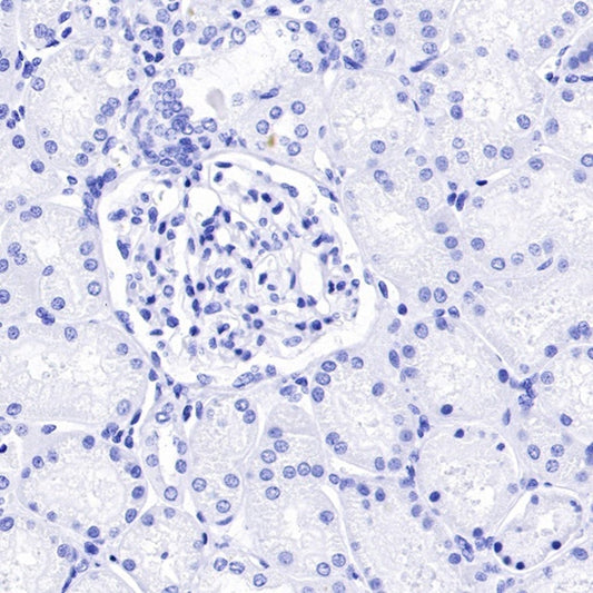 Rbfox3 (NeuN) – Master Regulator of Neural RNA Splicing