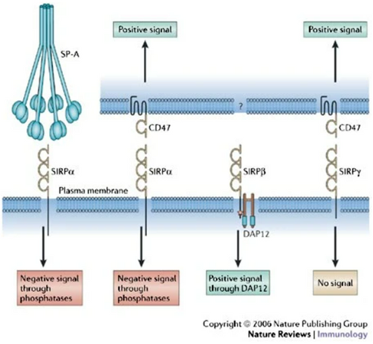 PTPNS1: A Key Regulator in Cellular Signaling and Disease Pathways