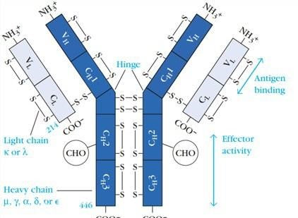 Research Progress and Application Prospects of Low-Affinity Nerve Growth Factor Receptor (LNIR) Antibodies