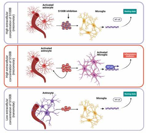 S100β as a Dual-Functional Biomarker in Neural Homeostasis and Neuroinflammation