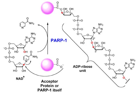 PARP1: A Master Regulator of DNA Repair, Cell Fate, and Translational Medicine
