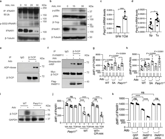 PARP11: A Novel Regulator in Cellular Homeostasis and Disease Pathogenesis