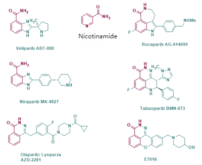 PARP Family: Key Regulators of Genome Stability and Translational Therapeutic Potential
