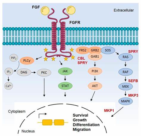 FGF Family: Biological Functions, Disease Mechanisms, and Research Solutions by ANT BIO PTE. LTD.
