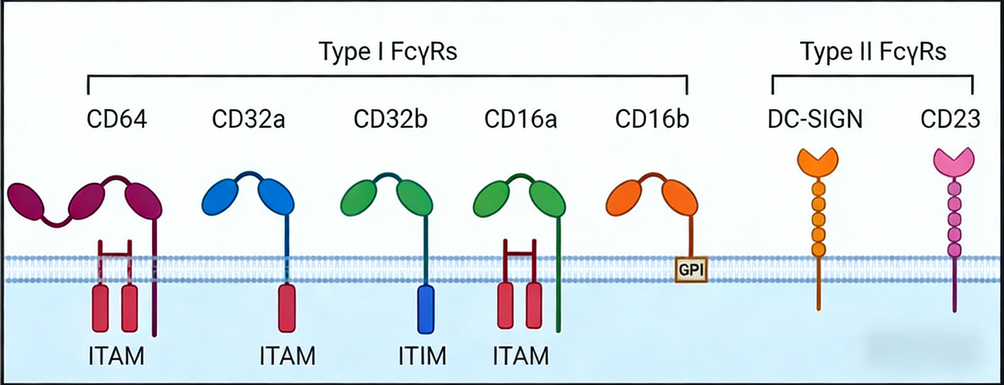 IgG2 F(c) Recombinant Rabbit mAb: Fc Engineering Strategies for Enhanced Assay Performance