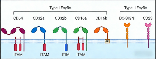 IgG2 F(c) Recombinant Rabbit mAb: Fc Engineering Strategies for Enhanced Assay Performance