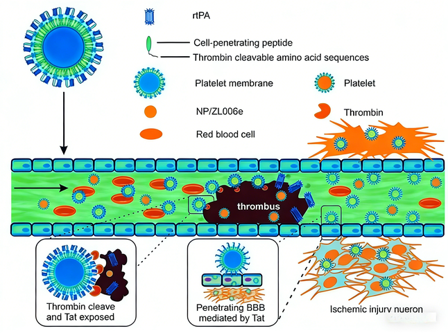 PAR1 and Thrombin Antibodies in Ischemic Stroke: Targeted Delivery and Therapeutic Strategy