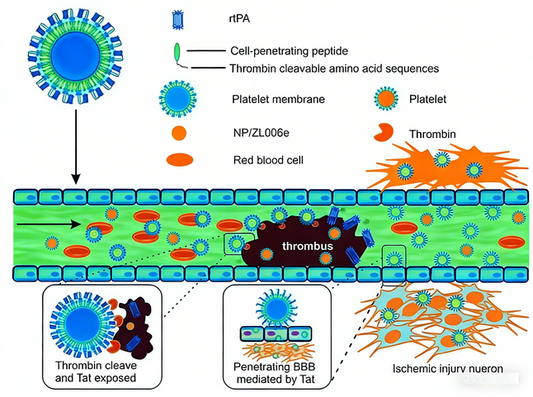PAR1 and Thrombin Antibodies in Ischemic Stroke: Targeted Delivery and Therapeutic Strategy