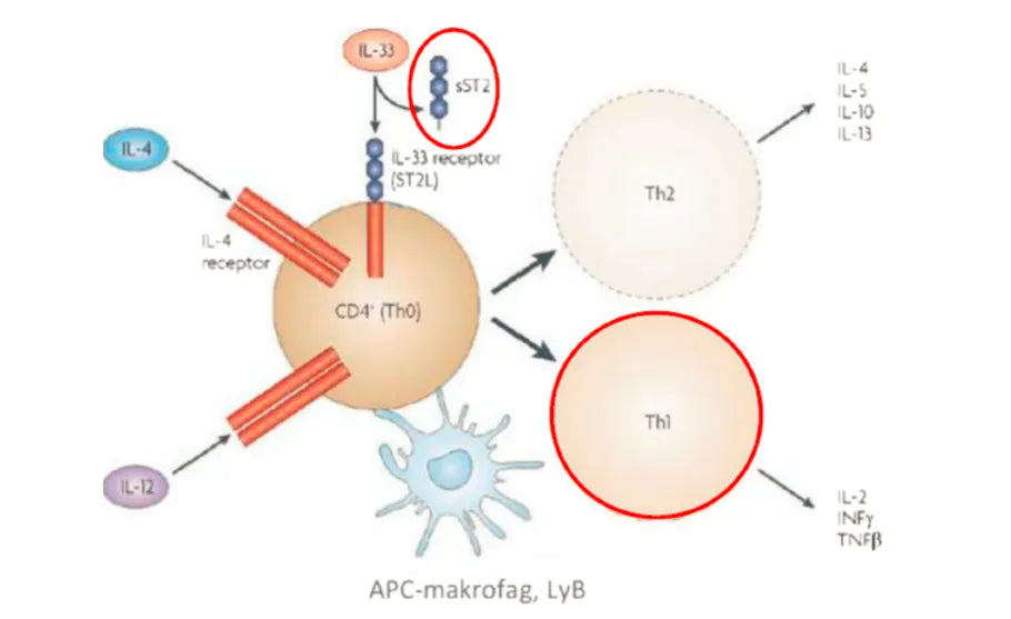 Biological Characteristics and Clinical Significance of Soluble ST2 (sST2)