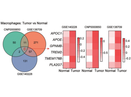 STARTER Pathological IHC Antibodies Facilitate Research on APOE+ Tumor-Associated Macrophages in the Hepatocellular Carcinoma Immune Microenvironment