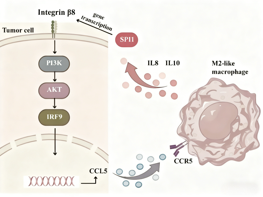 Lactylation Modification Orchestrates Metabolic Reprogramming and Innate Immune Regulation