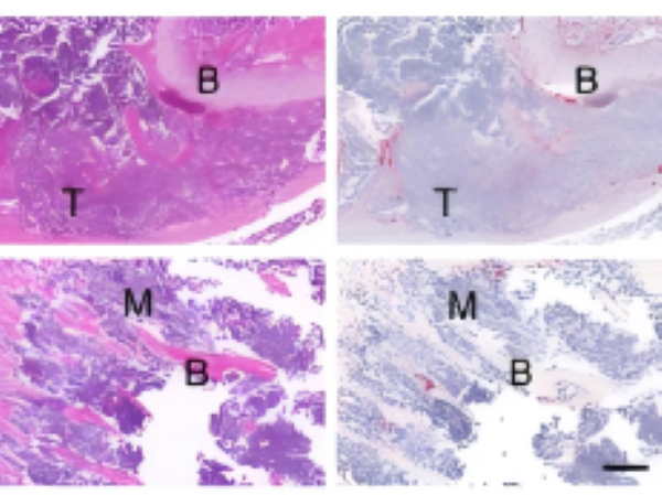Absin Metabolic Detection Kits Facilitate PRODH2 Mechanism Research