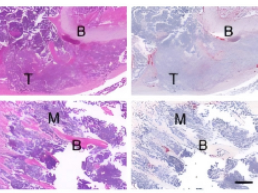 Absin Metabolic Detection Kits Facilitate PRODH2 Mechanism Research