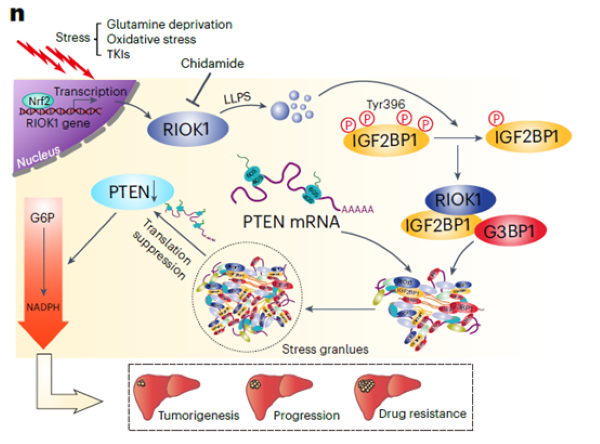 Absin Human HCC Organoid Kit Facilitates Solving Hepatocellular Carcinoma TKI Resistance