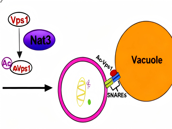 Acetylation Antibodies: How Do They Reveal the Key Role of N-terminal Acetylation in Autophagy Regulation?  Recent Advances I. What Are the Unique Characteristics of N-terminal Acetylation Modification?