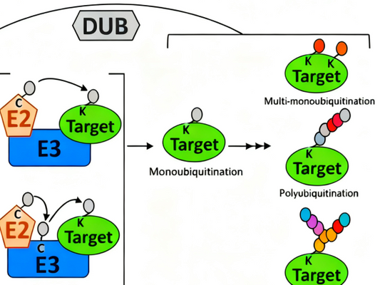 Ubiquitination Antibodies: How to Precisely Select the Appropriate Clone Based On Research Needs?