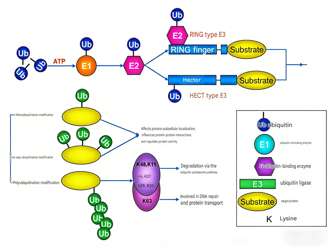 PTM Analysis Is Essential for Antibody Research
