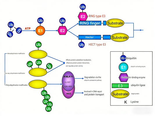 PTM Analysis Is Essential for Antibody Research