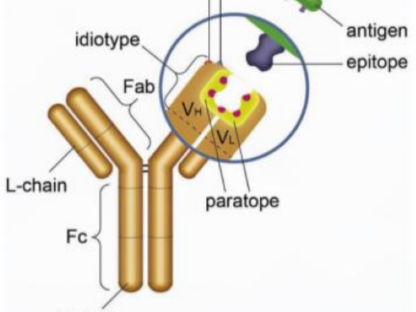 A Guide to Anti-Idiotypic Antibodies: From Definition, Classification to Customized Solutions